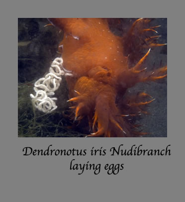 dendronotus iris nudibranch laying eggs